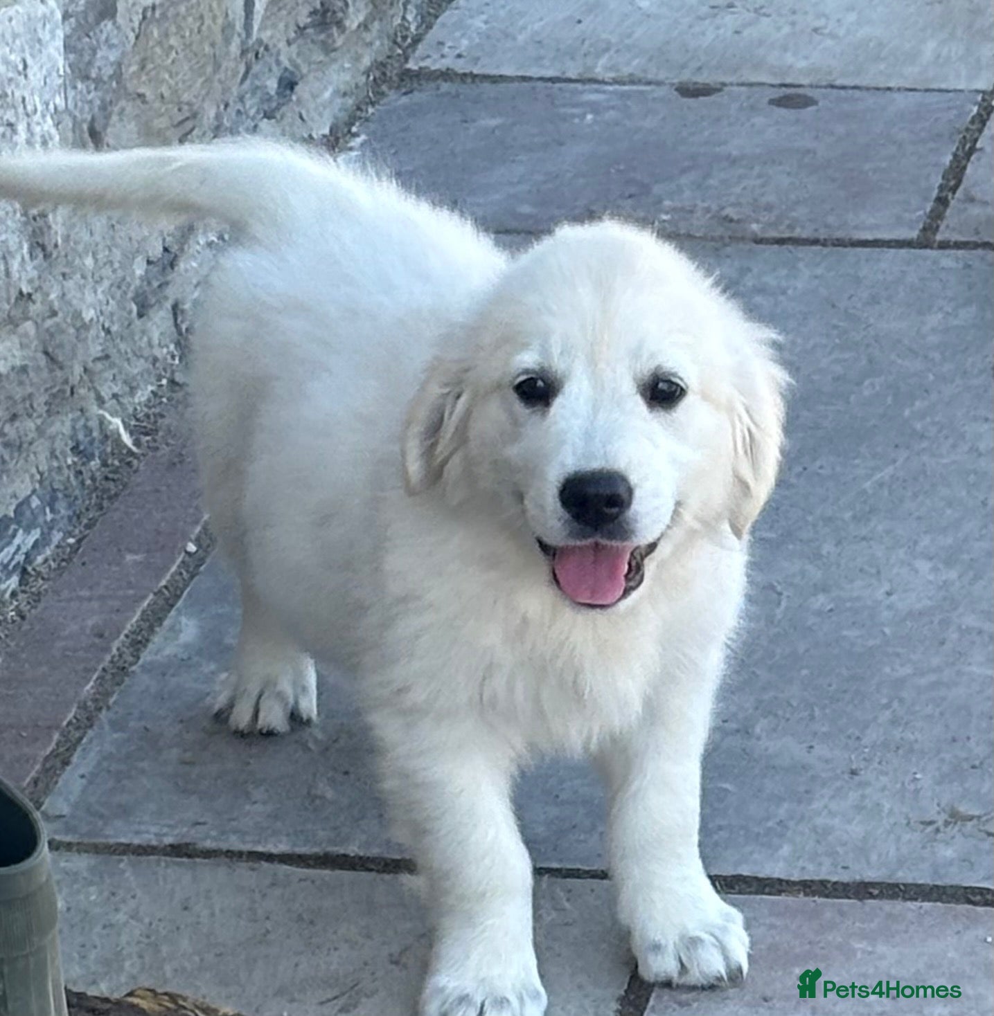 Golden Retriever dogs Kc golden retriever pups health tested parents - Advert 2