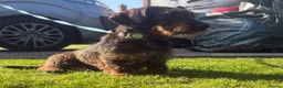 Miniature Dachshund dogs for sale: Wired haired Dachshund  - Advert 2