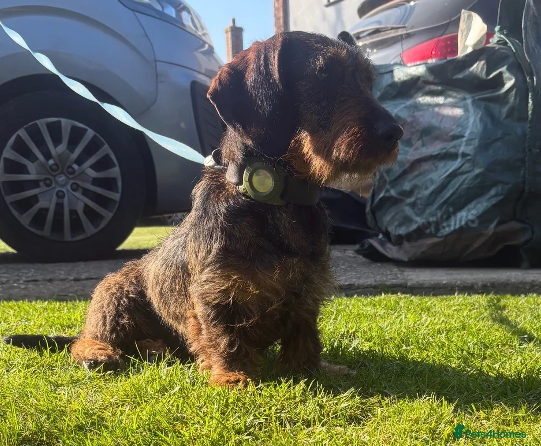 Miniature Dachshund dogs for sale: Wired haired Dachshund  - Advert 2
