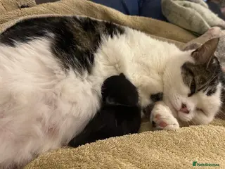 Mixed Breed cats 3 beautiful Black and White kittens - Advert 2