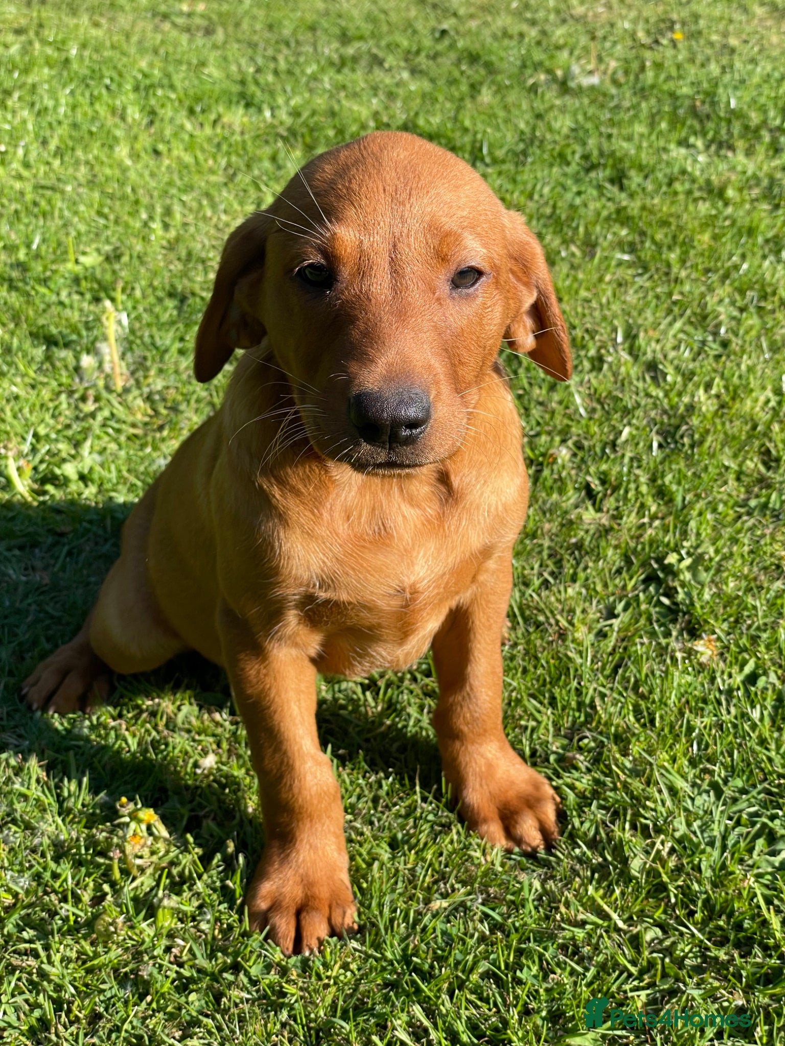 Labrador Retriever dogs Fox Red Labrador Pups For Sale - Advert 4