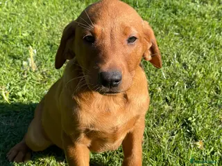 Labrador Retriever dogs Fox Red Labrador Pups For Sale - Advert 1