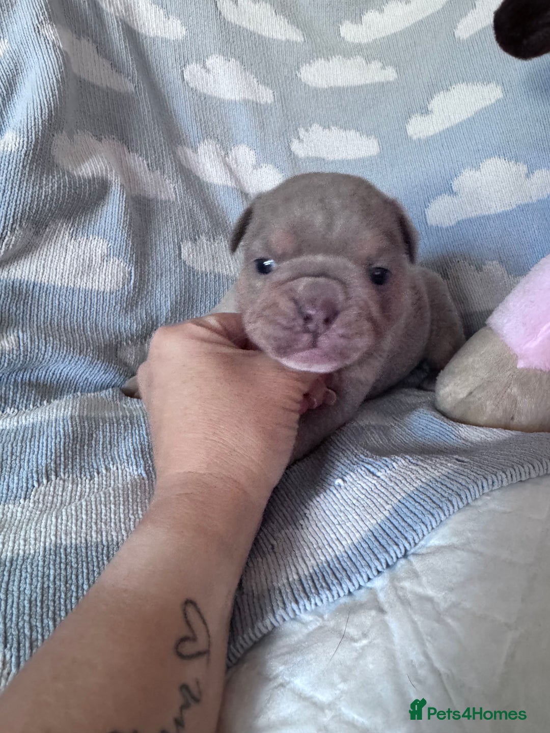 English Bulldog dogs for sale: Self Whelped Healthy English bulldog Babies❤️🤍 - Image 14