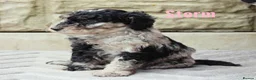 Labradoodle dogs for sale: F7 Australian Labradoodle Stunning Girl - Advert 11