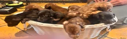 Mixed Breed dogs for sale: 11 beautiful bedlington whippet puppies - Advert 3