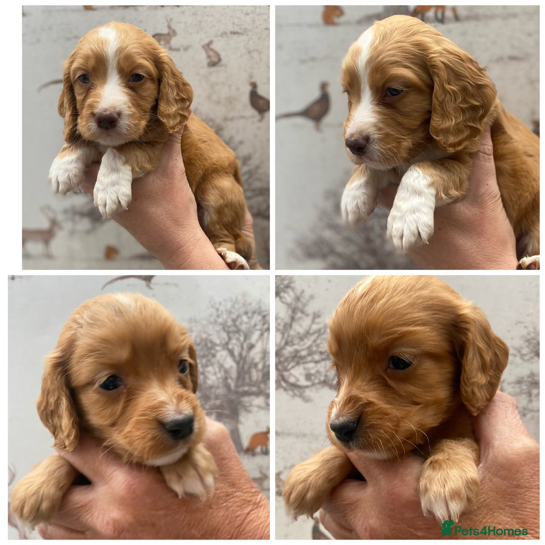 Cocker Spaniel dogs for sale: Beautiful KC Registered Working Cocker Spaniels  - Image 1