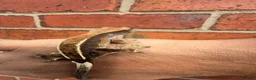 Gecko reptiles for sale: Crested Geckos  - Advert 23