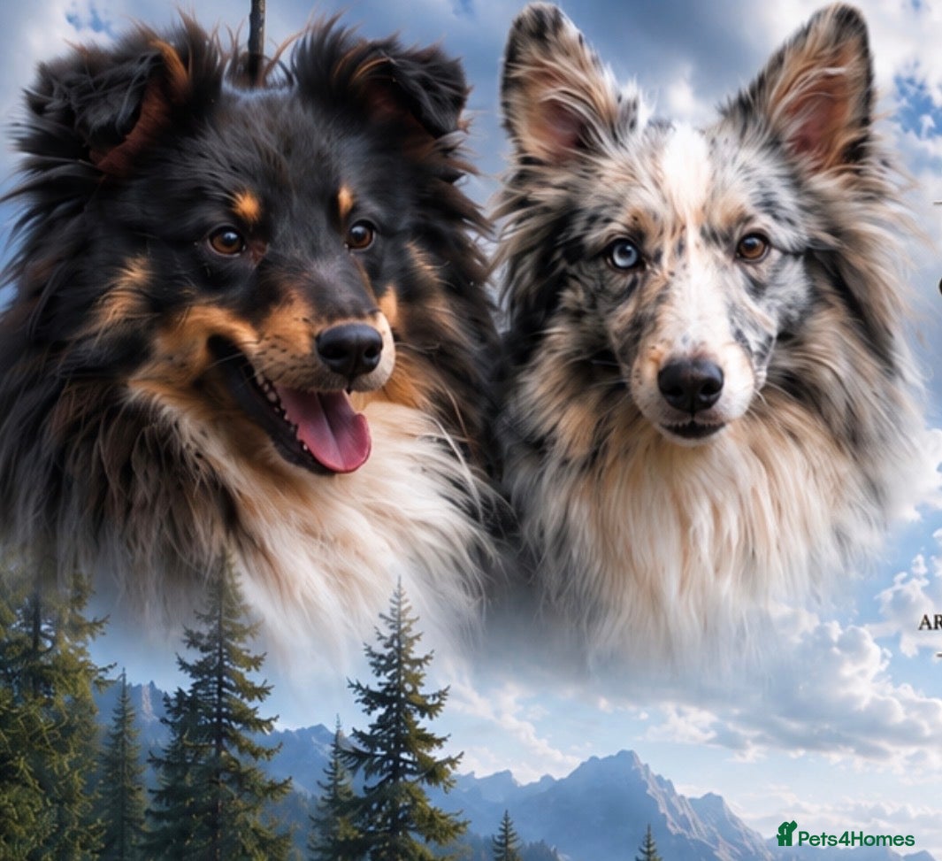 Shetland Sheepdog dogs Litter on the way 🐾 - Advert 7