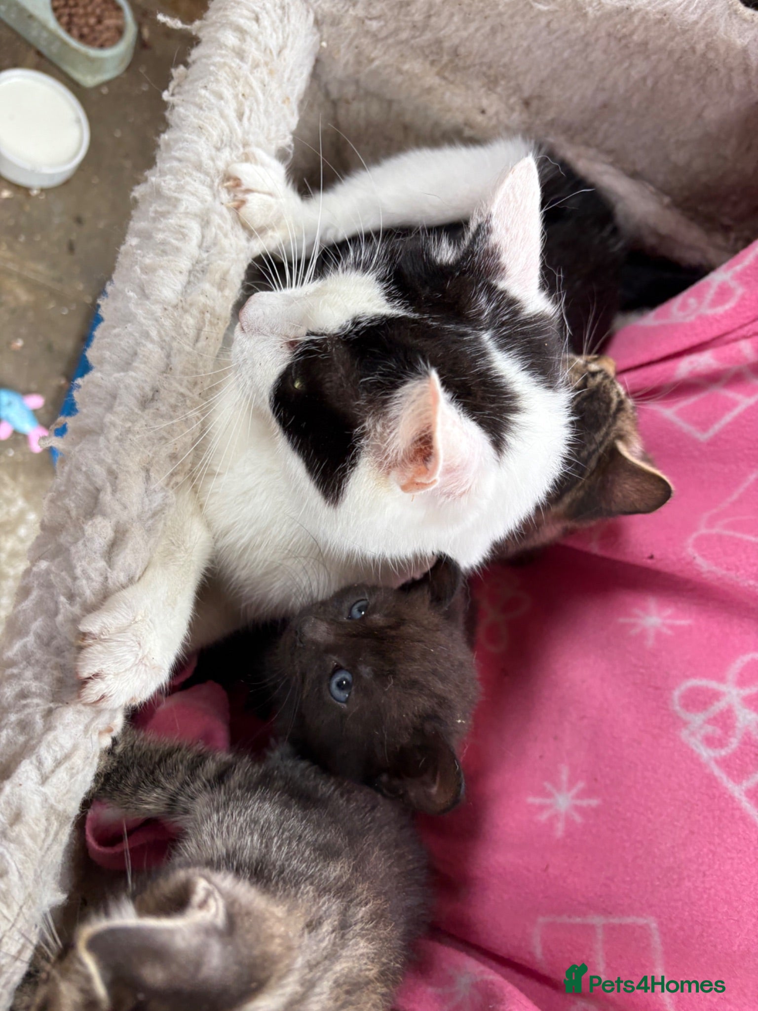 Mixed Breed cats Farm raised kittens  - Advert 4