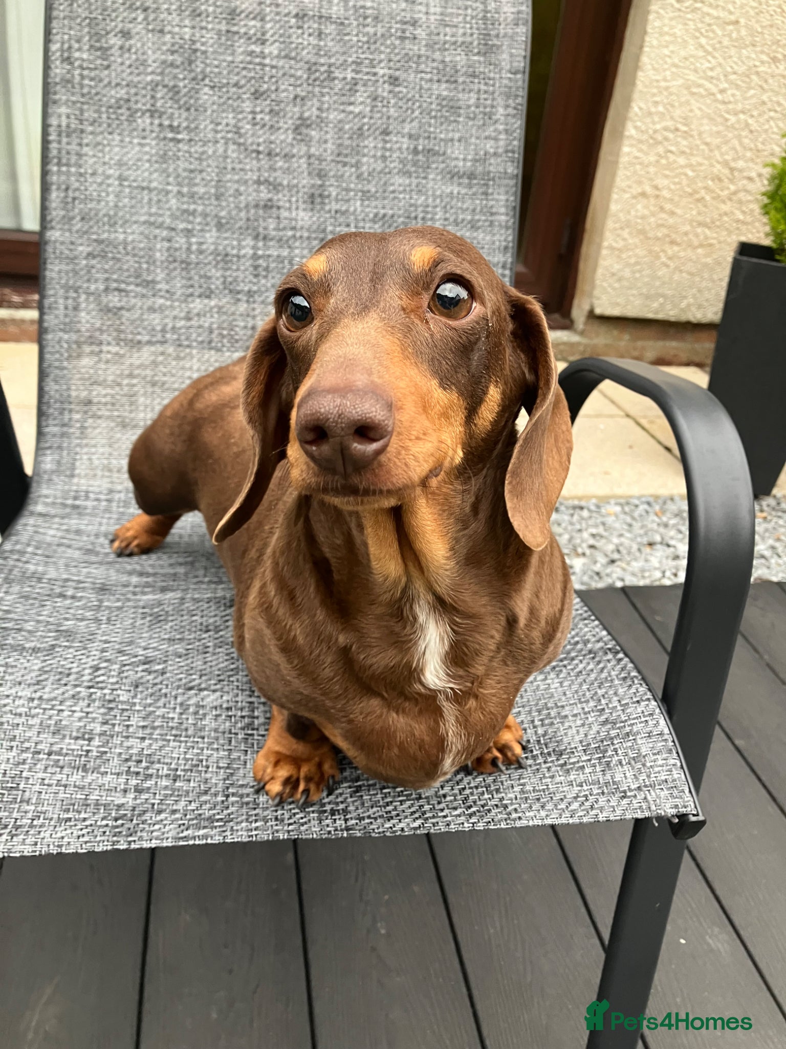 Miniature Dachshund dogs Miniature Smooth Dachshund  - Advert 12