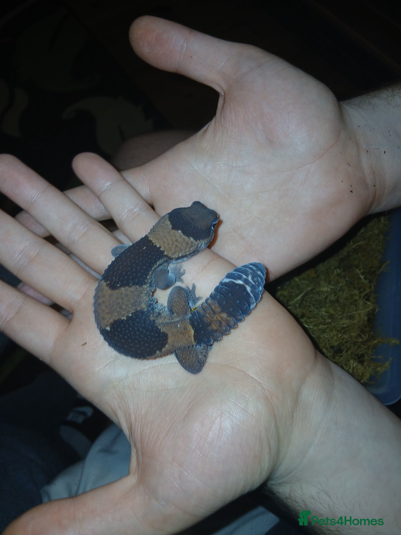 Lizard reptiles Multiple lizards !!PLEASE READ DESCRIPTION!!!  - Advert 2