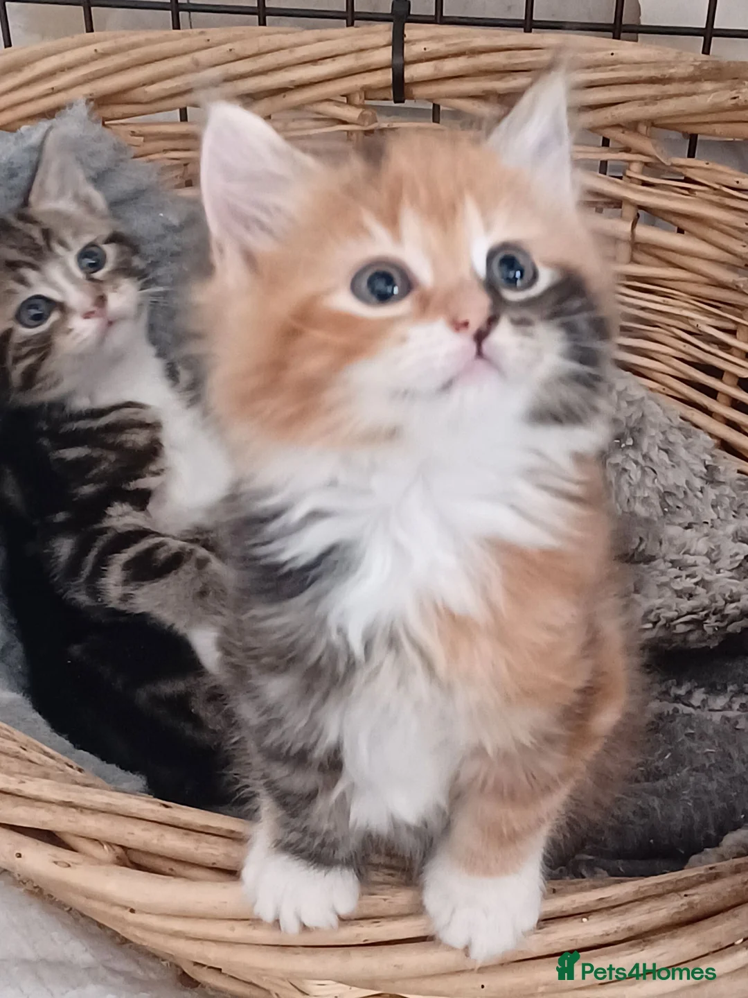 Mixed Breed cats for sale: lovely Coloured kittens - Advert 1