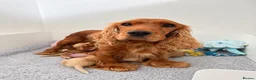 Cocker Spaniel dogs for sale:  🌟Exceptional Show Cocker Spaniel Puppies🌟 - Advert 5