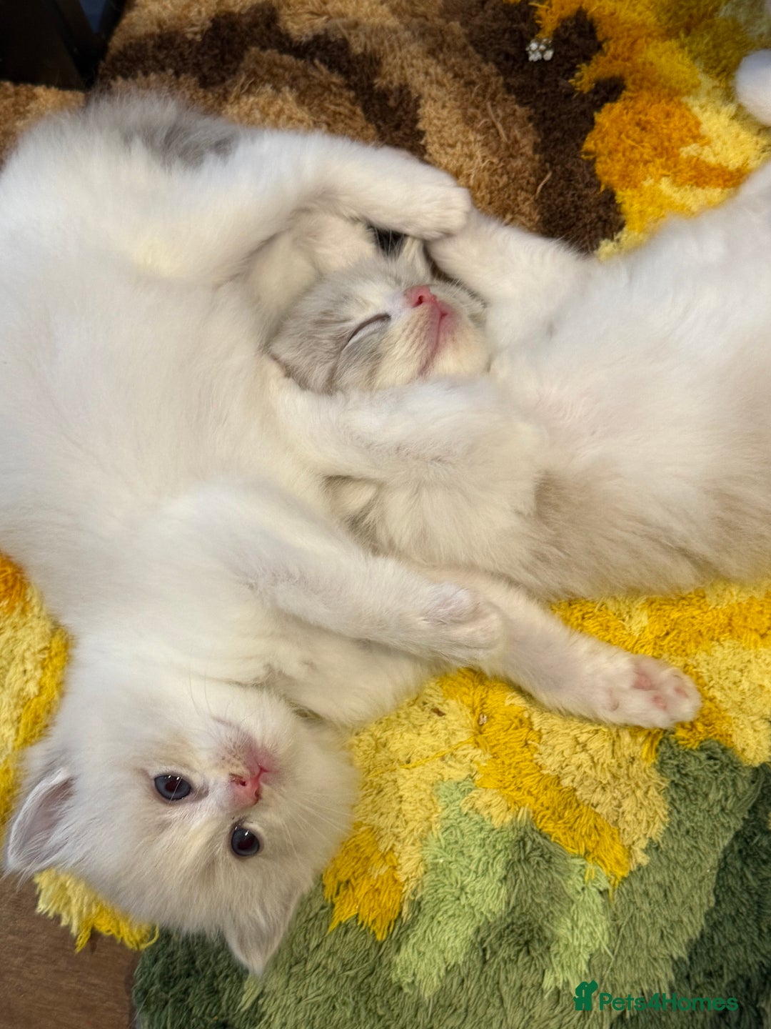 Ragdoll cats for sale: Beautiful Ragdoll gccf registered - Image 4