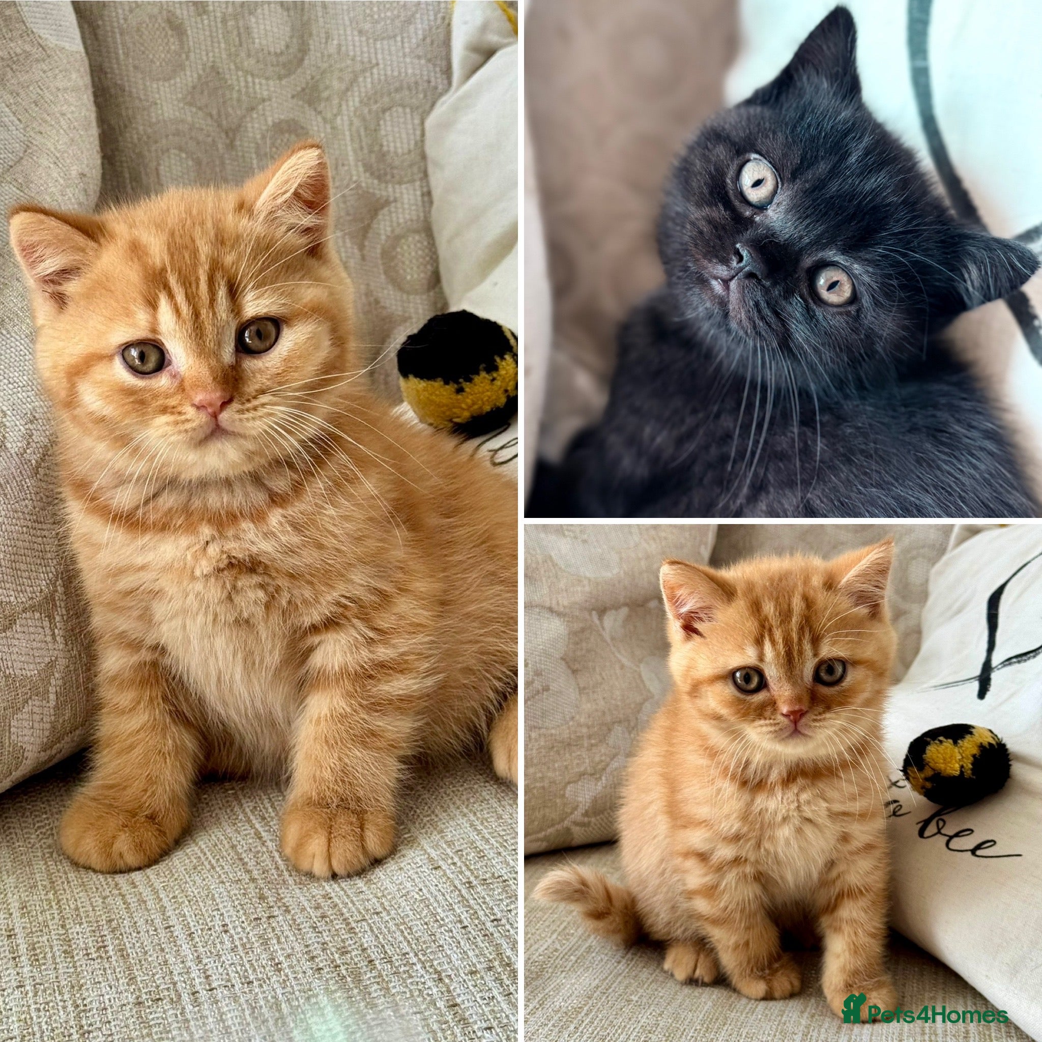 British Shorthair cats Beautiful British Shorthairs - Champion Parents  - Advert 1
