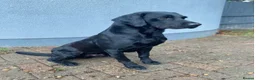 Labrador Retriever dogs for sale: Labrador puppies  in Malmesbury - Advert 8