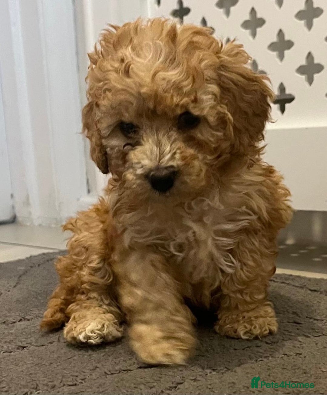 Cockapoo dogs for sale: Cockapoo F1B - Image 9