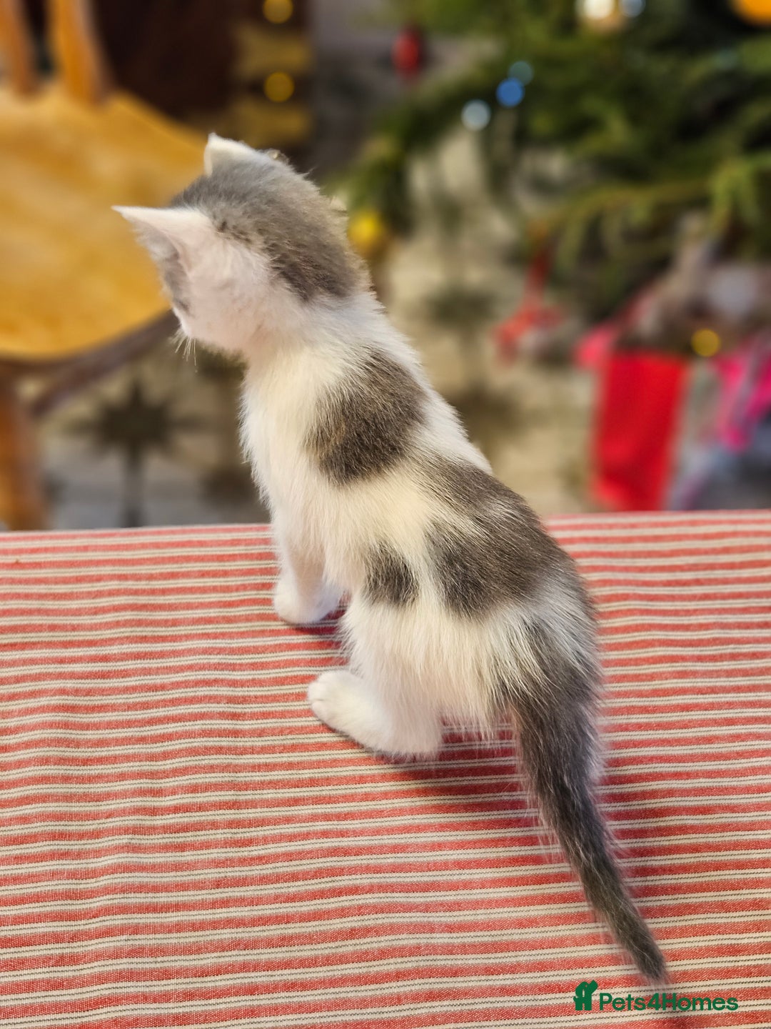 Maine Coon cats for sale: Adorable Maine Coon cross litter for sale - Advert 25