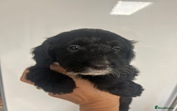 Cockapoo dogs for sale: Super cute spaniel x miniature poodle - Image 10