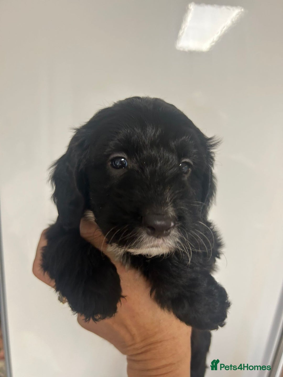 Cockapoo dogs for sale: Super cute spaniel x miniature poodle - Image 10