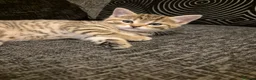 Mixed Breed cats for sale: 2 beautiful kittens for sale! - Advert 9
