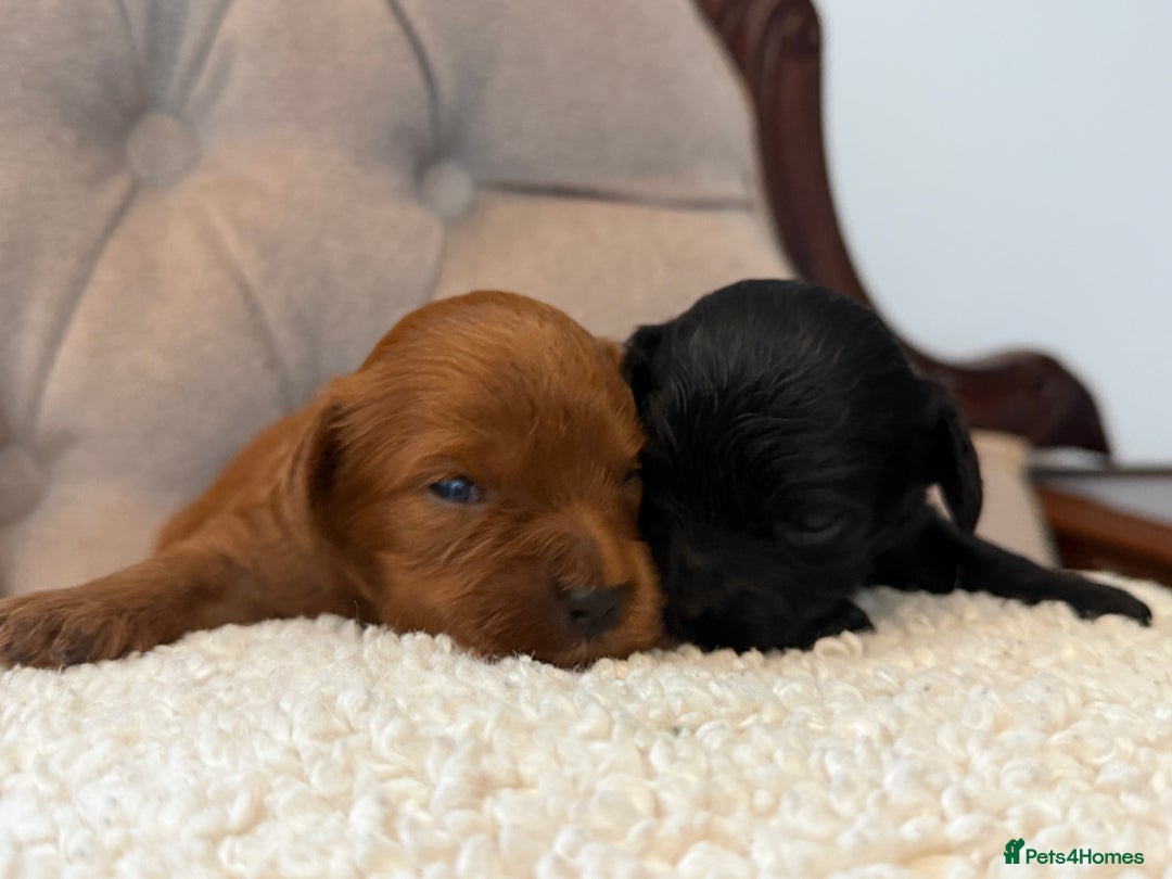 Cavapoo dogs for sale: 🧸teddy bear cavapoos 🧸 - Advert 11