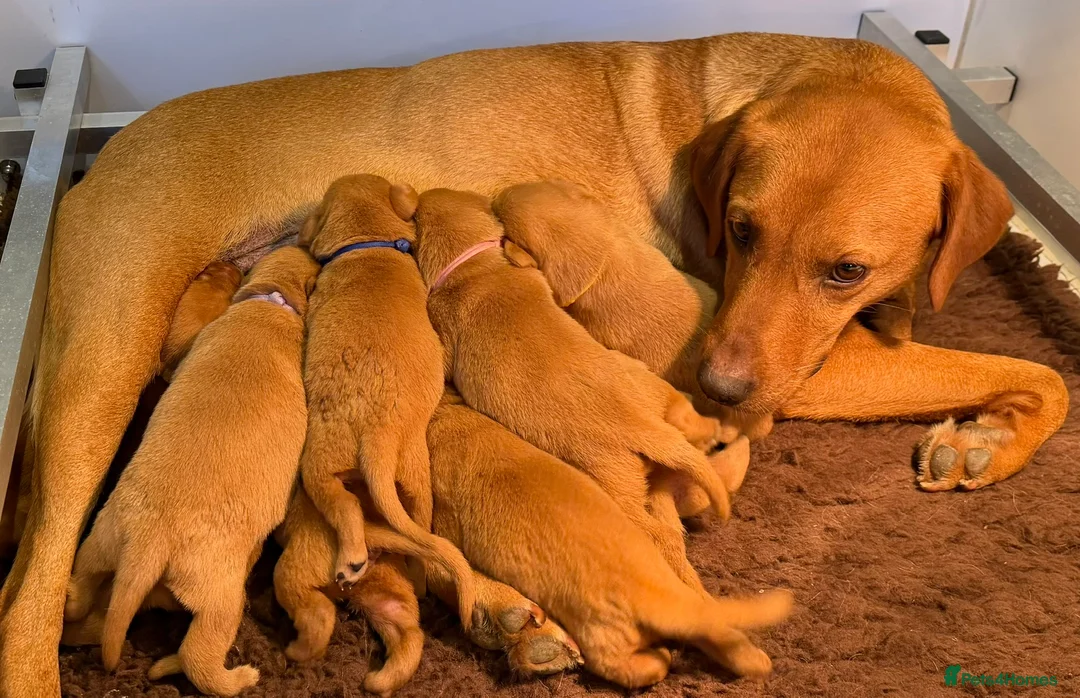 Labrador Retriever dogs for sale: Fox Red KC Reg labrador puppies PL14 - Advert 2