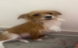 Jackapoo dogs for sale: Cavapoo x jack Russell puppies  - Image 13