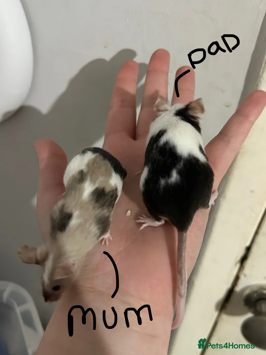Mouse rodents for sale: Male mice  - Advert 4