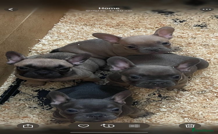 French Bulldog dogs - Advert 1