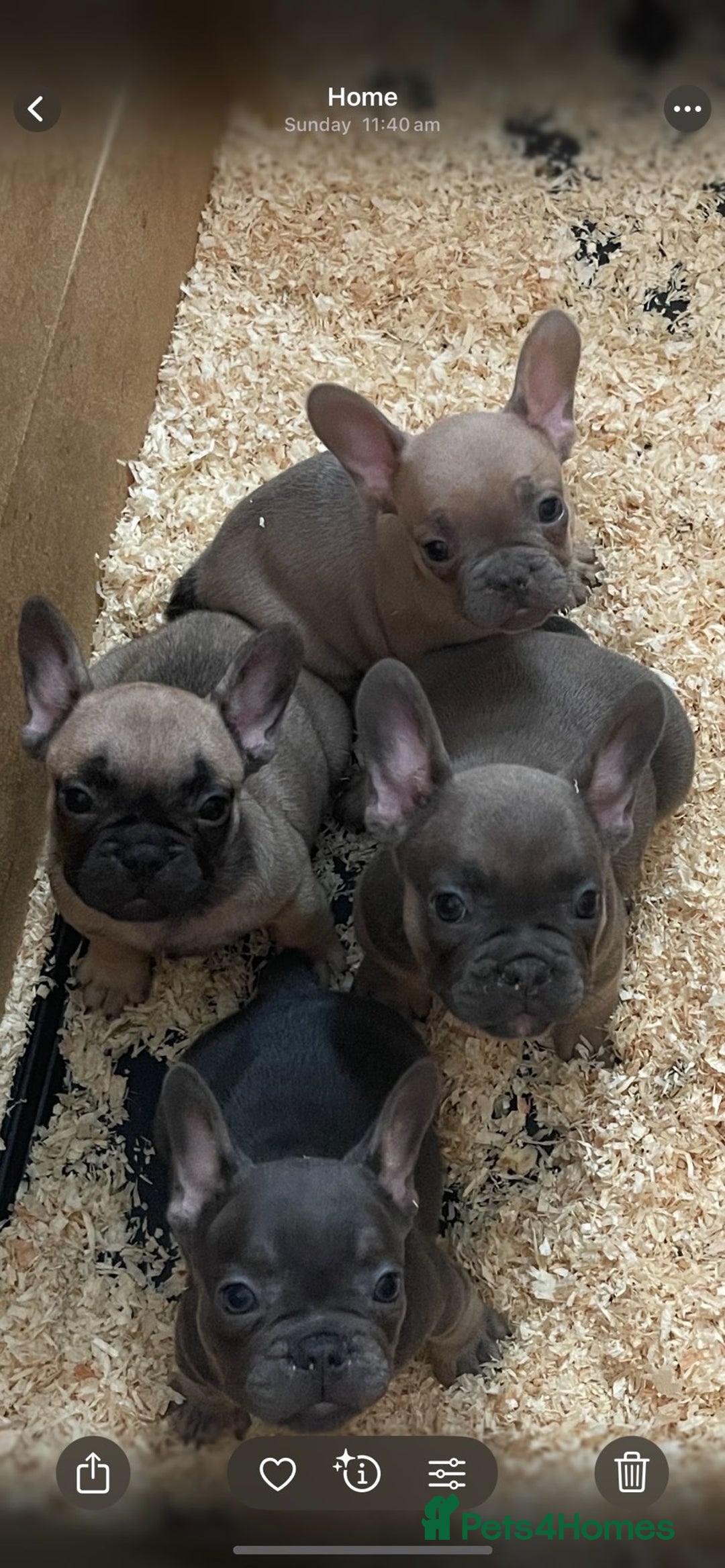 French Bulldog dogs for sale: French bulldog puppies for sale  - Image 1