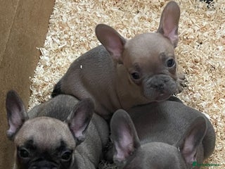 French Bulldog dogs - Advert 4