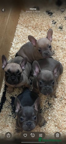 French Bulldog dogs - Advert 9