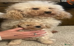 Cavapoo dogs for sale: Beautiful little girl F1 - Image 3