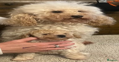 Cavapoo dogs - Advert 12