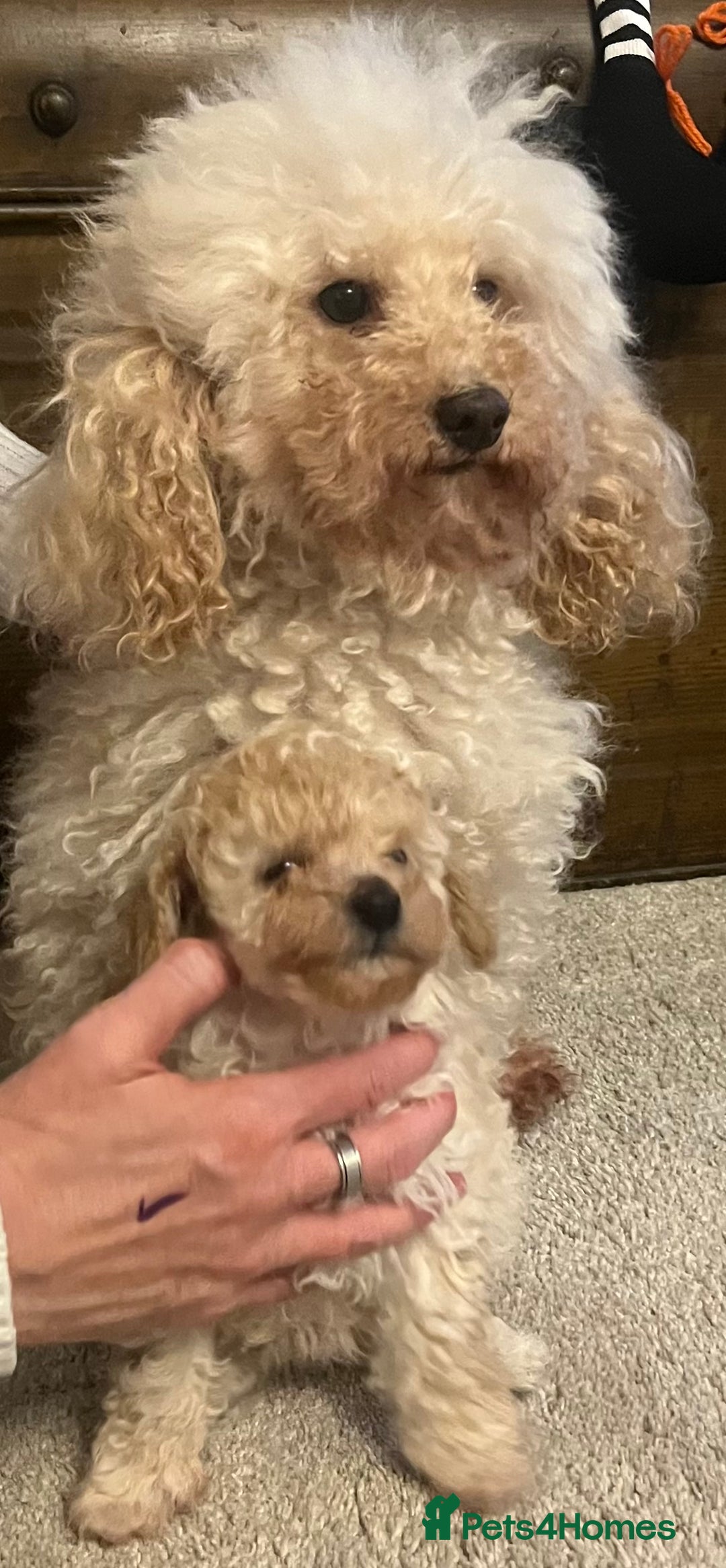 Cavapoo dogs for sale: Beautiful little girl F1 - Image 3