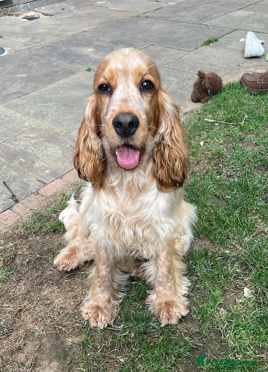 Cocker Spaniel dogs for sale: Stunning KC Pedigree Show type Cocker Spaniels - Advert 1