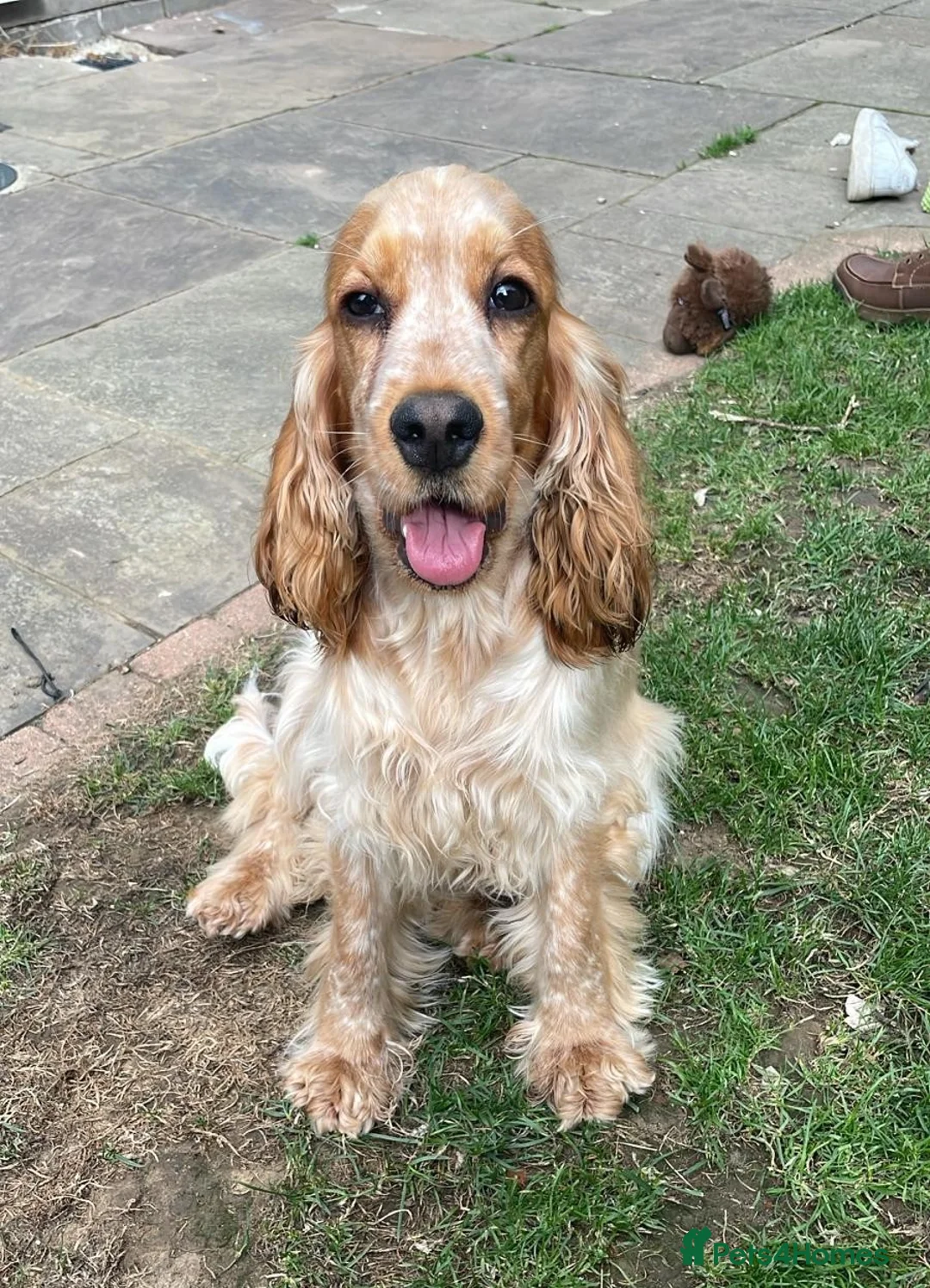 Cocker Spaniel dogs for sale: Stunning KC Pedigree Show type Cocker Spaniels - Advert 1