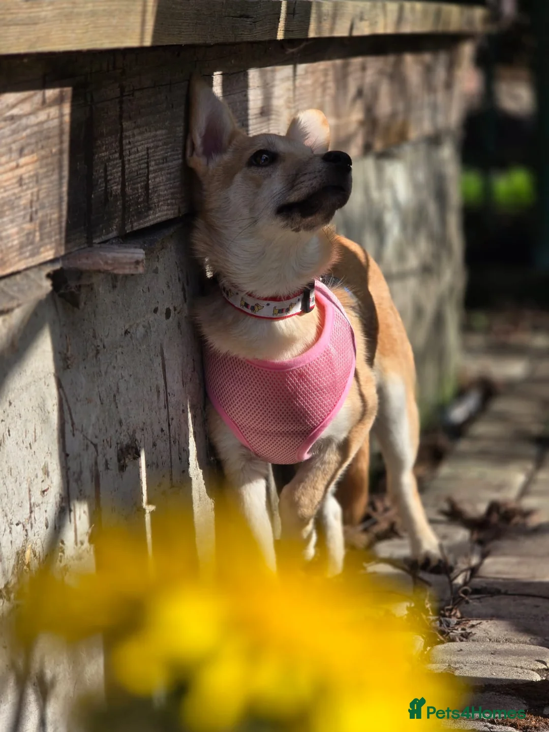 Mixed Breed dogs for adoption: ❤️🐶 BAMBI – SOFT NATURE, BEAUTIFUL BALANCE in Burton-on-Trent - Advert 27