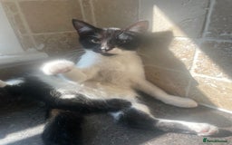 Domestic Shorthair cats for sale: Domestic cat  - Image 3