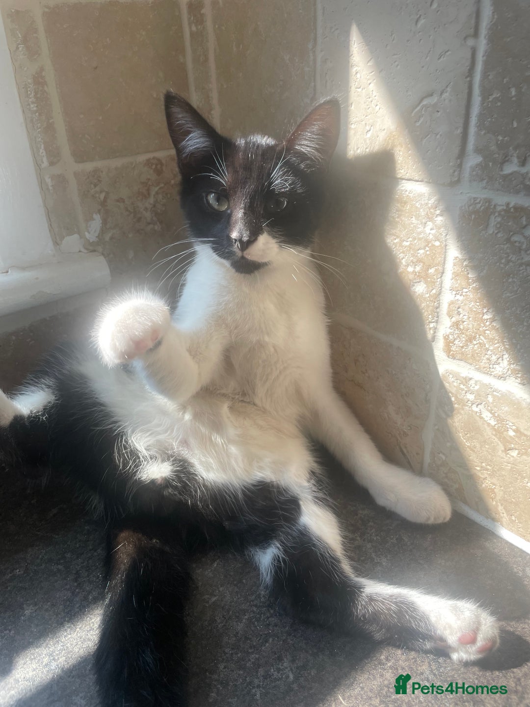 Domestic Shorthair cats for sale: Domestic cat  - Image 3