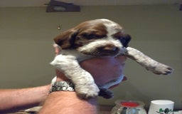 Italian Spinone dogs for sale: A beautiful litter of Italian Spinones  - Image 23