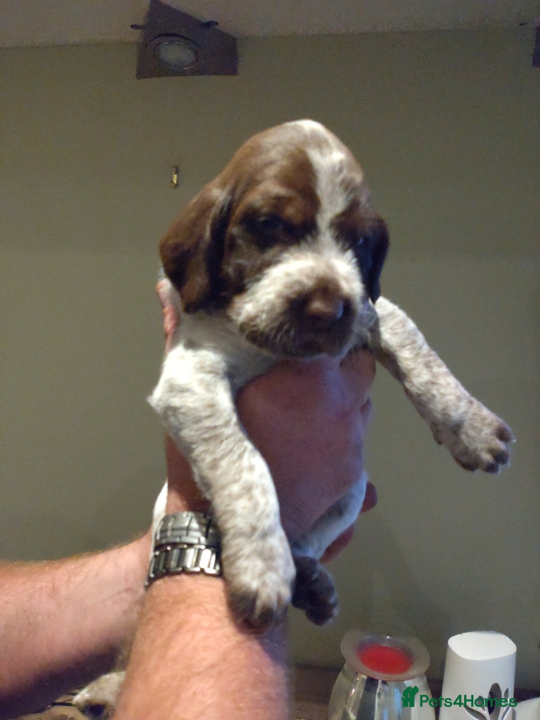 Italian Spinone dogs for sale: A beautiful litter of Italian Spinones  - Image 23