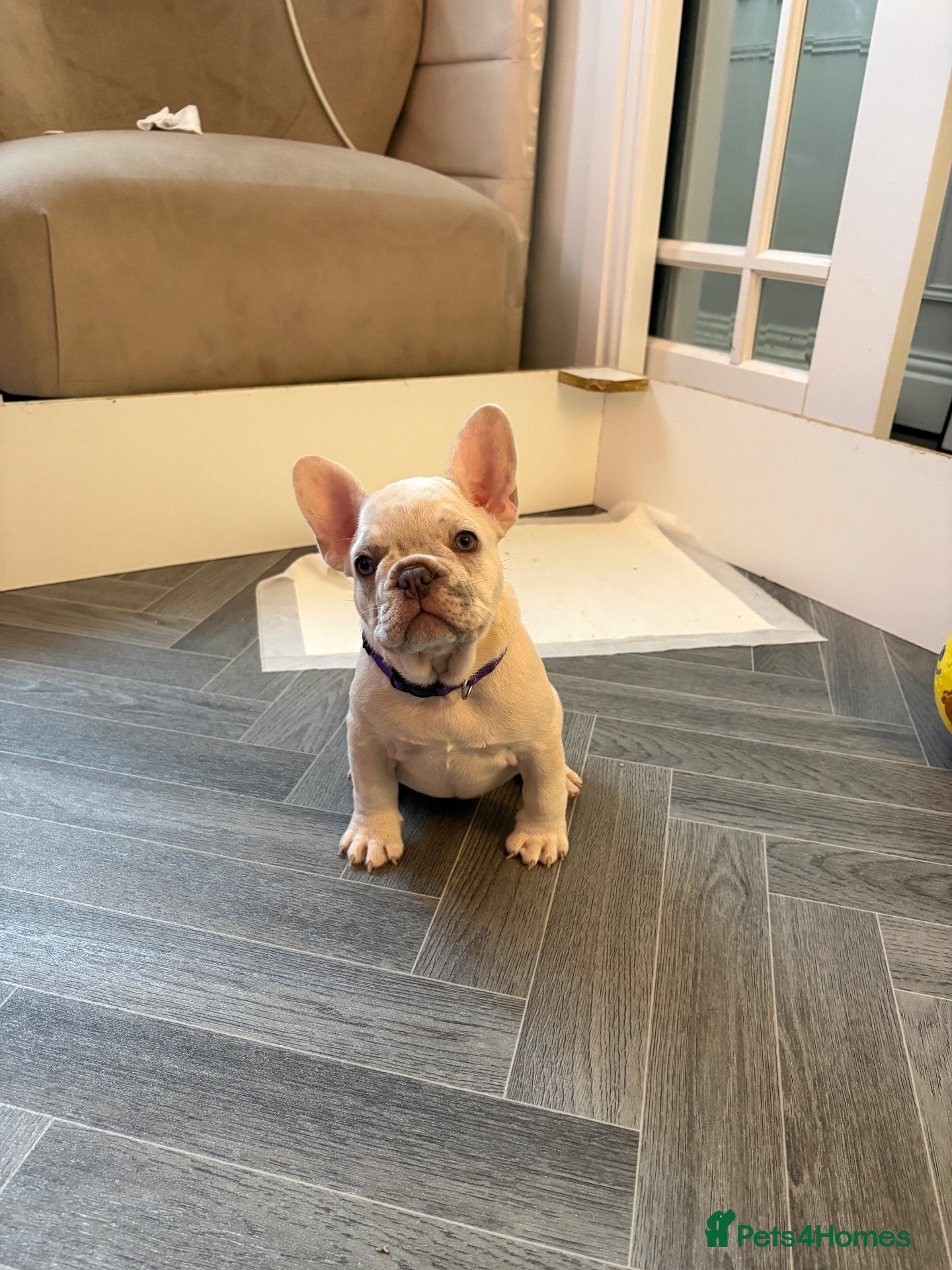 French Bulldog dogs French bulldog puppies are ready for a new home  - Advert 2