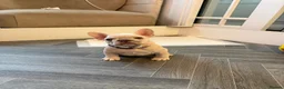 French Bulldog dogs for sale: French bulldog puppies are ready for a new home  - Advert 4
