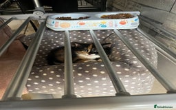 Mixed Breed cats for sale: Kitten  - Advert 5