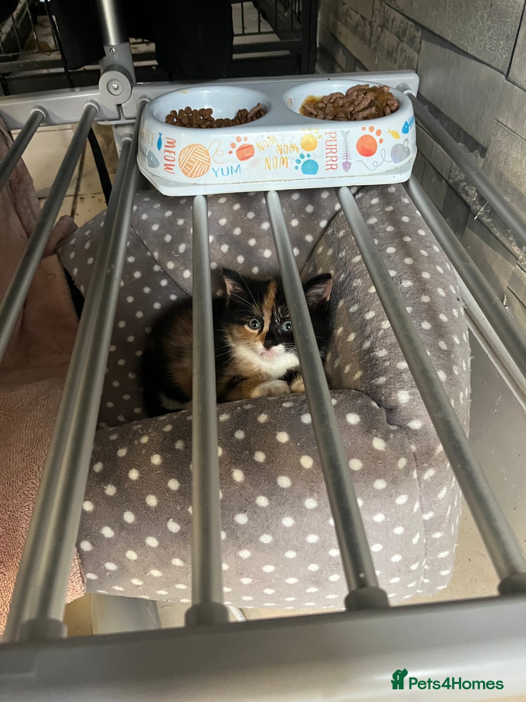 Mixed Breed cats for sale: Kitten  - Advert 5