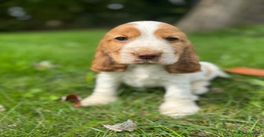 Cocker Spaniel dogs - Advert 1