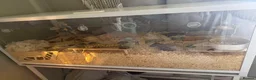 Hamster rodents for sale: syrian hamster with bucatstate cage &accesories  - Advert 3