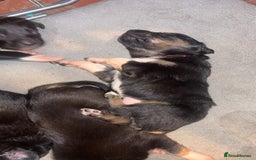 Mixed Breed dogs for sale: Beautiful Huntaway x Collie pups  - Image 18